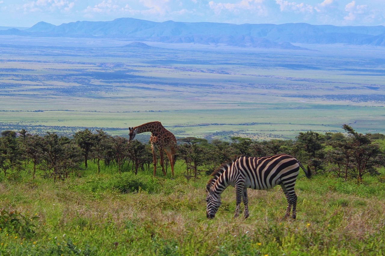 5 Days / 4 Nights Ndutu & Ngorongoro Crater Safari
(Best from Mid-December to Mid-March – The Calving Season)