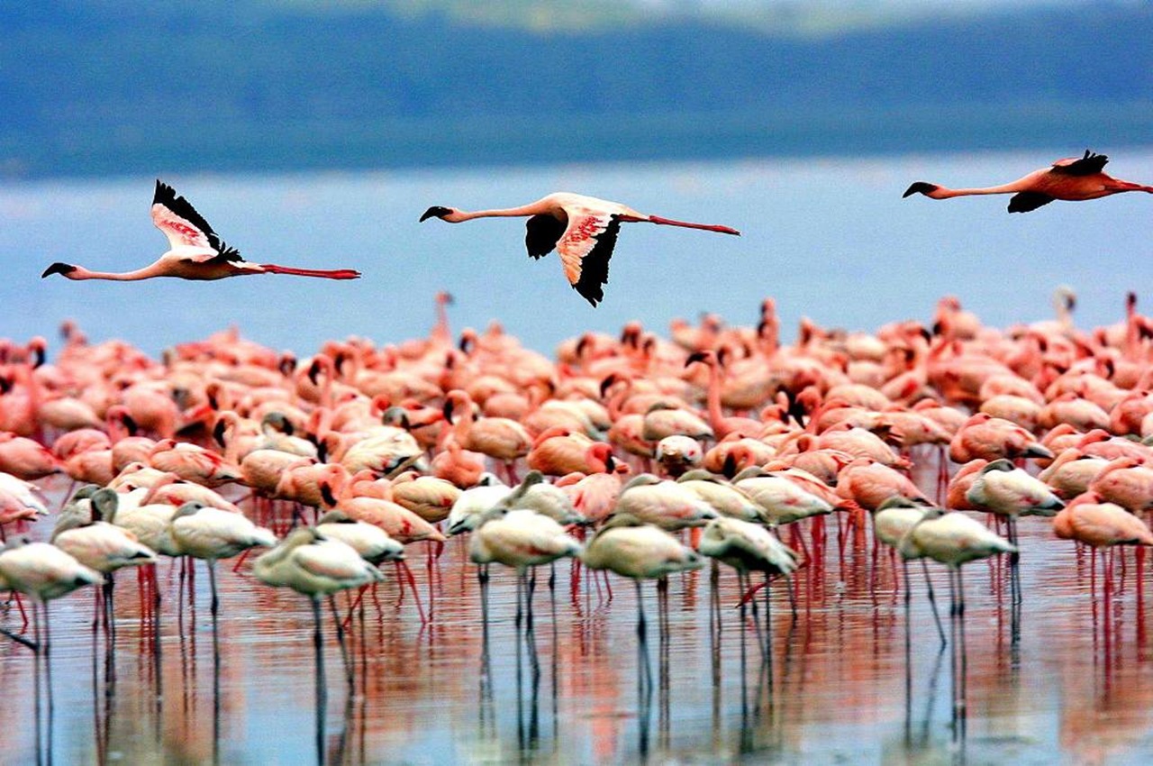 4 Days / 3 Nights Safari – Lake Manyara, Ngorongoro Crater & Tarangire National Park