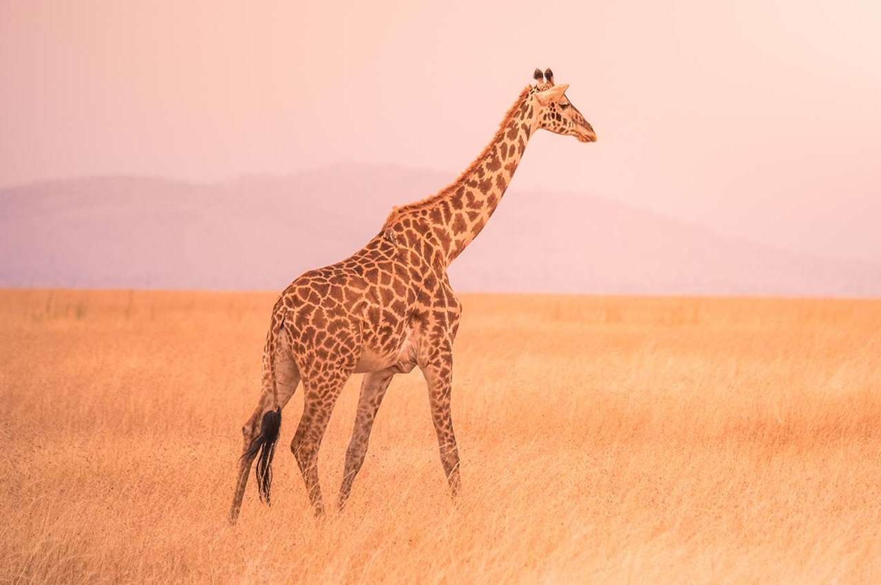 6 Days / 5 Nights Photographic Safari – Serengeti National Park