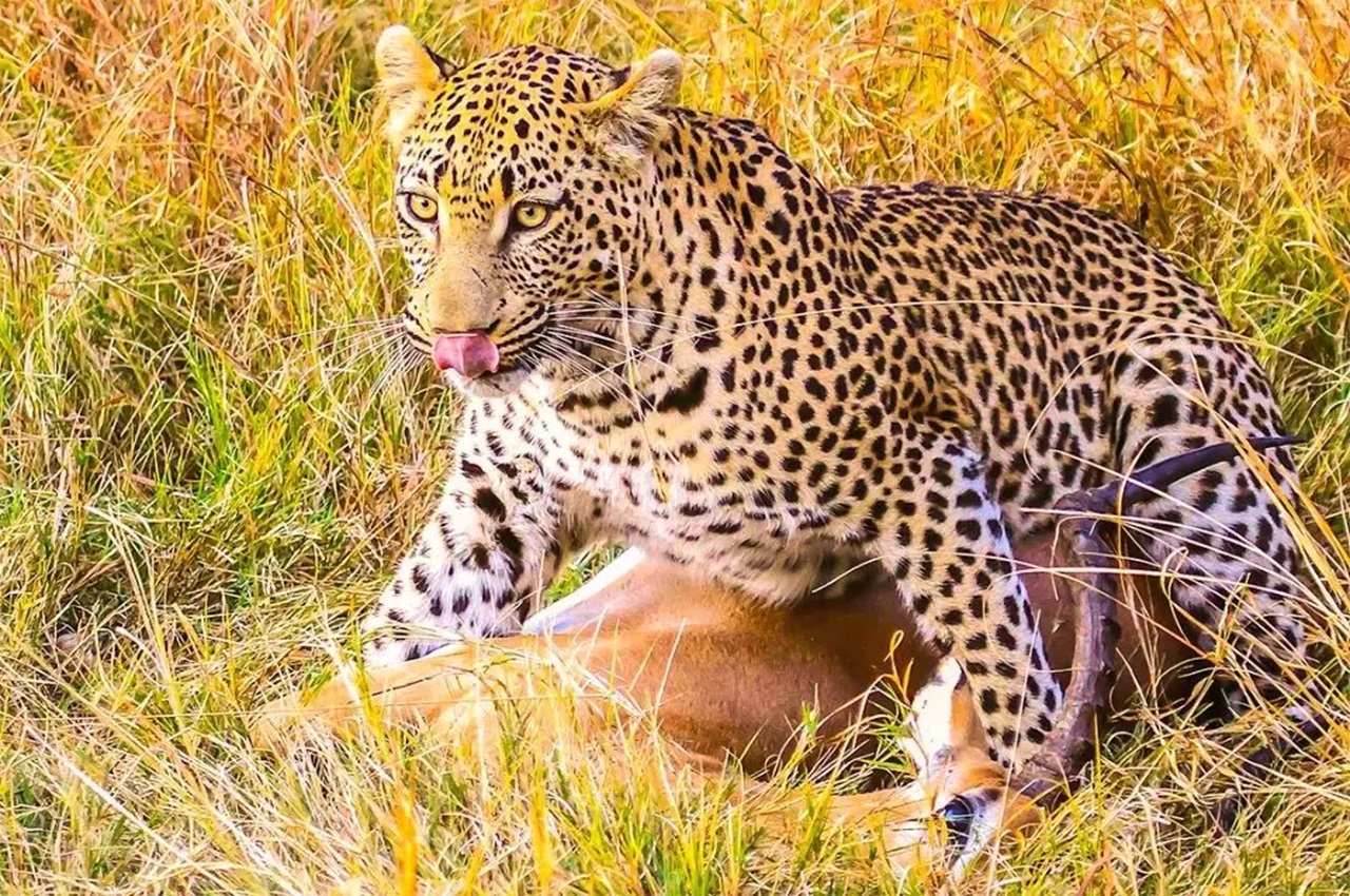 13-Days East Africa Wildlife Safari & Beach Holiday Experience